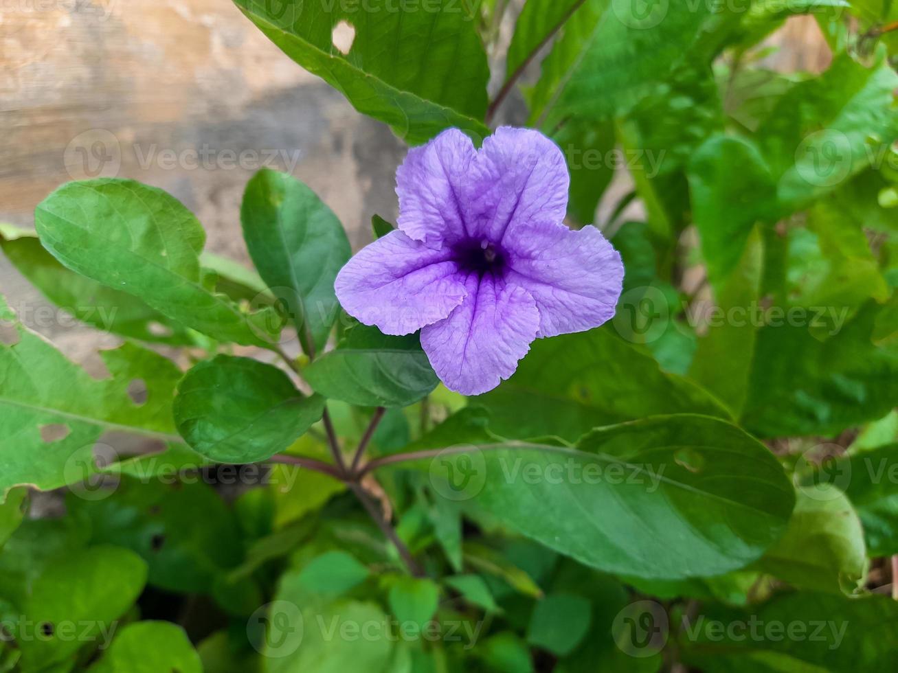 flor de oro púrpura o ruellia tuberosa l con hojas verdes, tiene muchos beneficios para la salud, a saber, la medicina de diversas enfermedades. esta planta se encuentra a menudo en el patio de la casa. foto