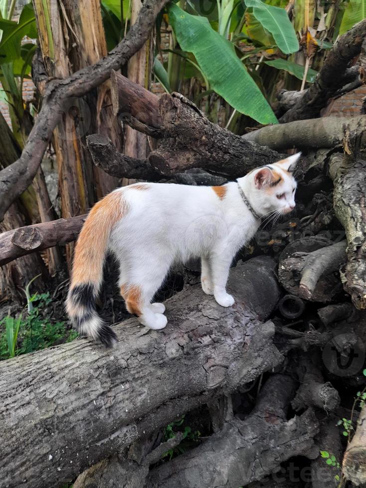 This white female cat is striped or commonly called a calico cat, the fur is very soft, the calico cat has many myths or beliefs in society photo