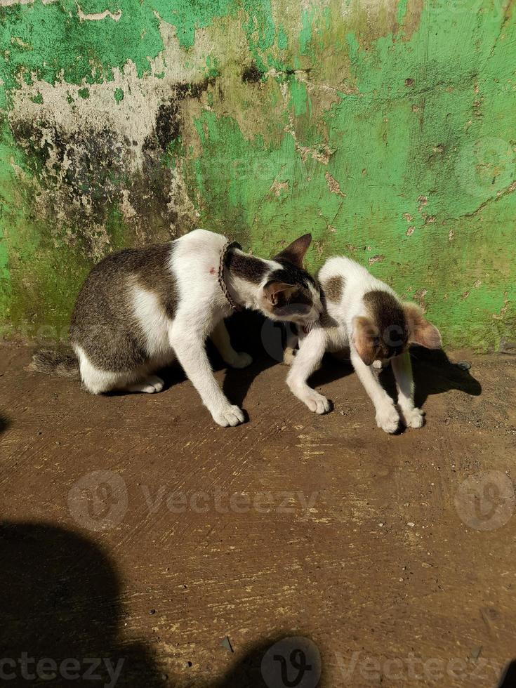 a domestic mother cat is playing with one of her cubs under the warm morning sun photo