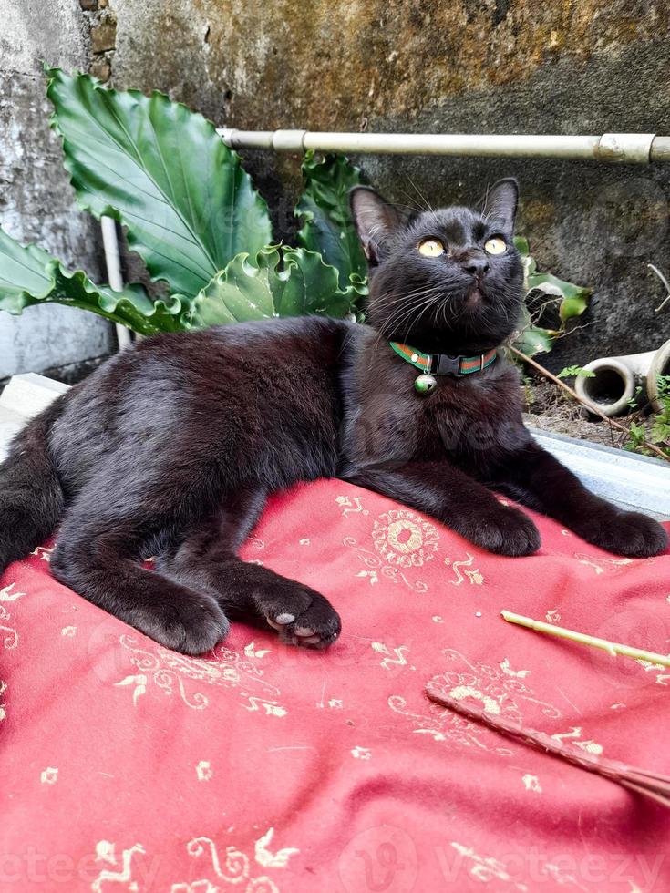 A domestic cat in plain jet black or solid black with light brown eyes is sitting relaxed, black cats are believed to bring good luck to their owners. photo