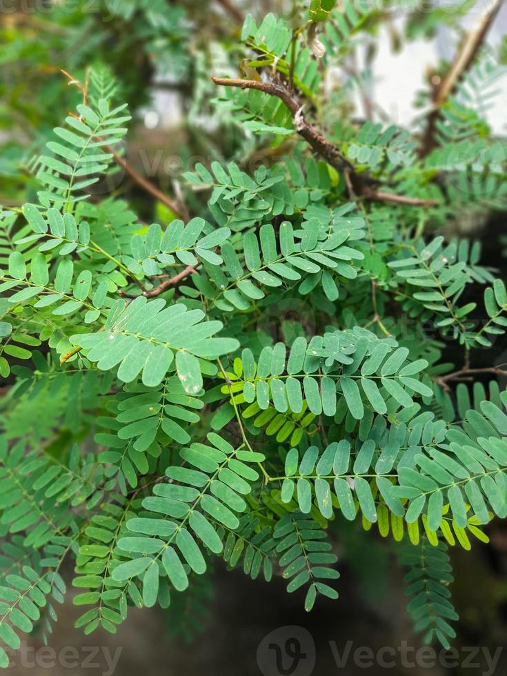 Fresh green tamarind leaves have many health benefits and can be processed into fresh drinks such as sinom or herbal photo