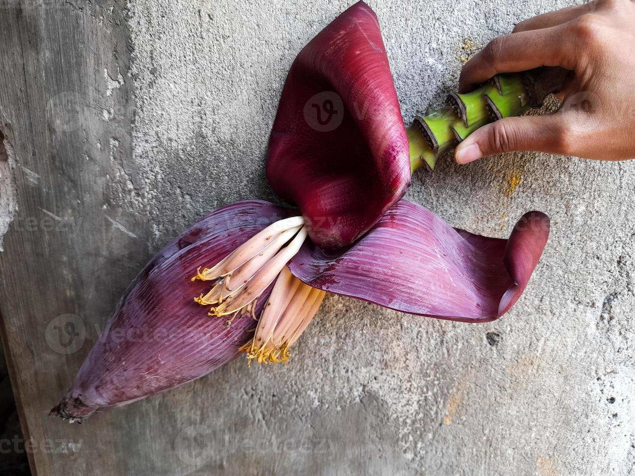 Banana heart or banana tree flower which is dark red slightly purplish, rich in vitamins and properties that are good for health, banana heart can be processed into delicious dishes photo