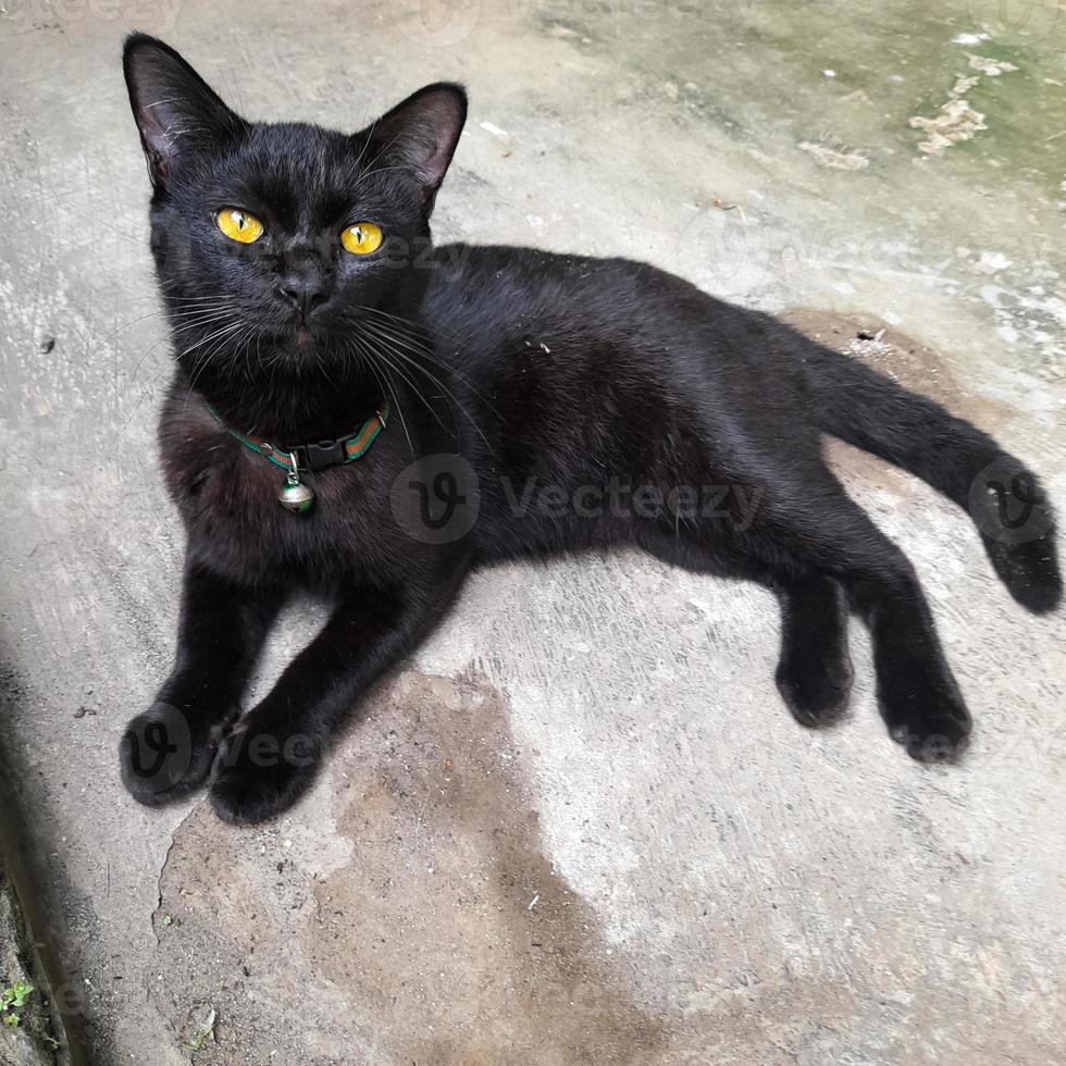 A domestic cat in plain jet black or solid black with light brown eyes is sitting relaxed, black cats are believed to bring good luck to their owners. photo