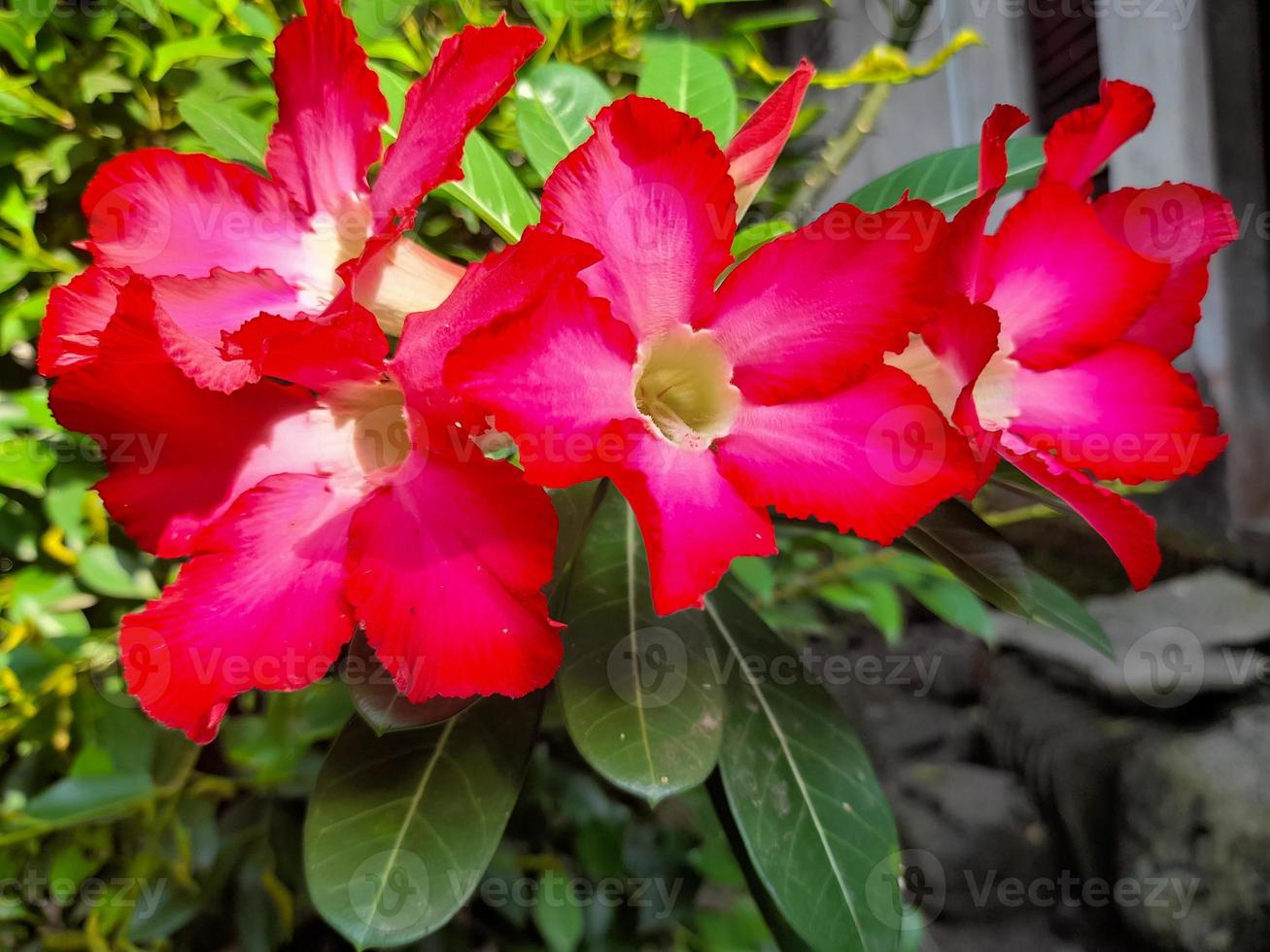 Beautiful flowers Adenium obesum or commonly called Japanese frangipani flowers. This ornamental plant with a dark pink crown and green leaves can live well in the tropics to be called the desert rose photo