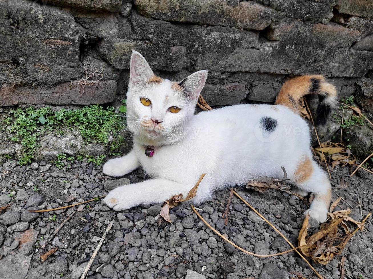 This white female cat is striped or commonly called a calico cat, the