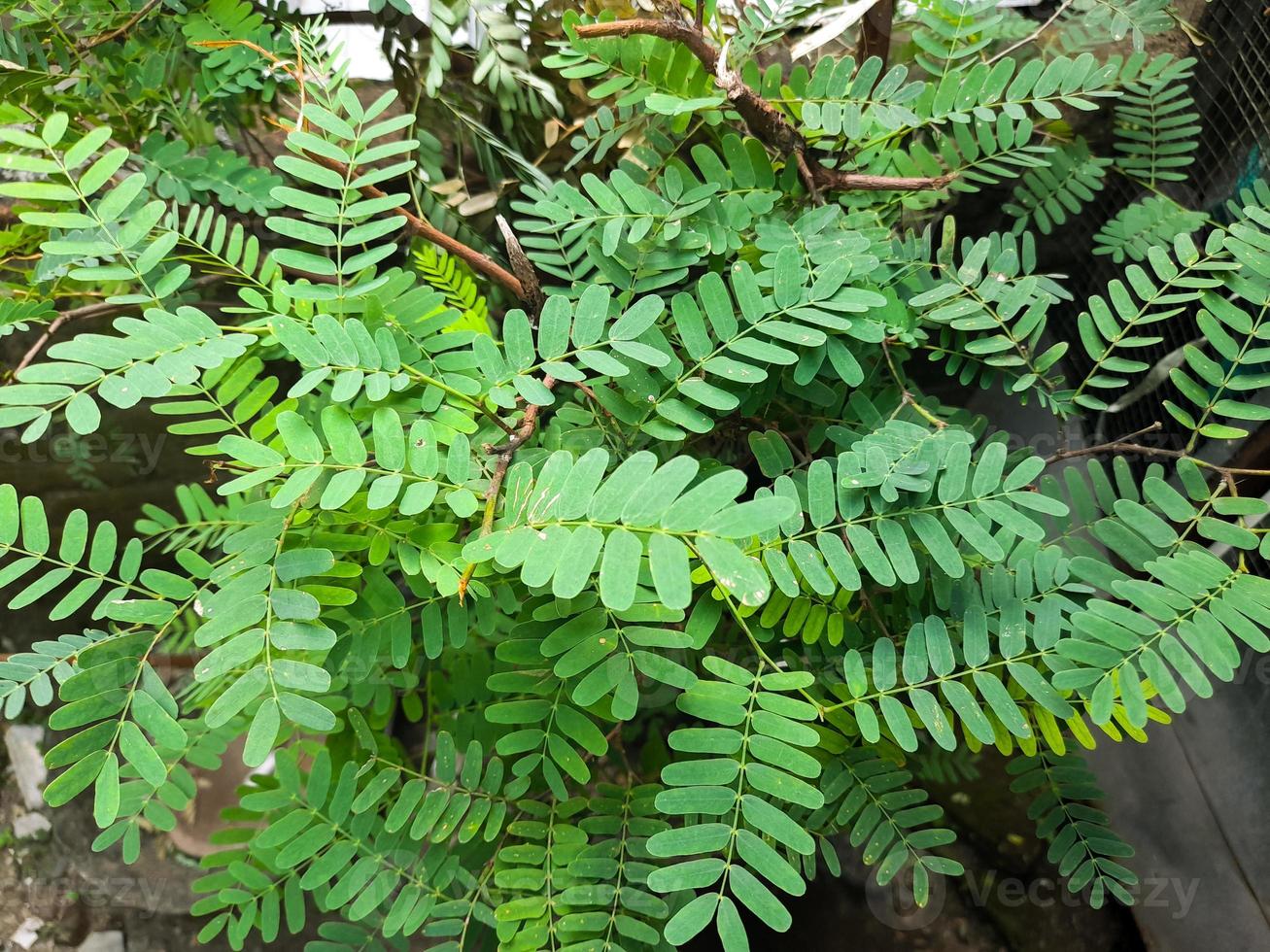 Fresh green tamarind leaves have many health benefits and can be processed into fresh drinks such as sinom or herbal photo