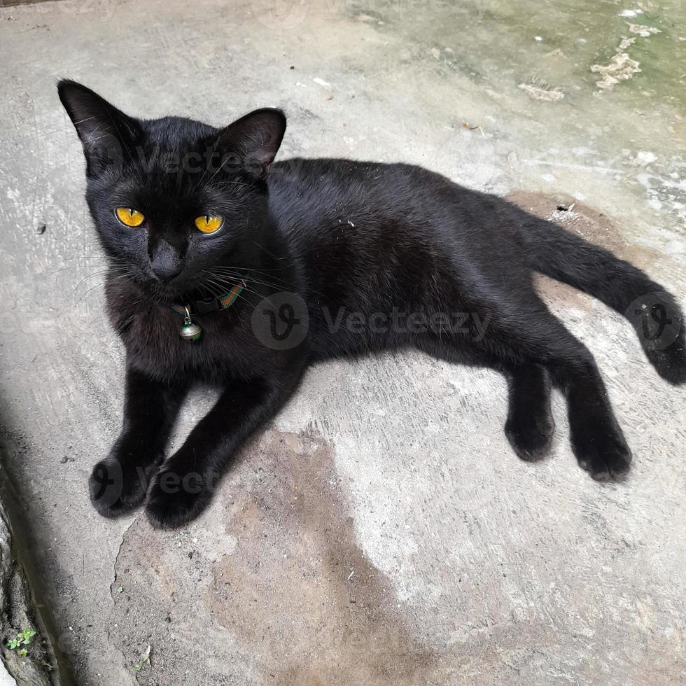 A domestic cat in plain jet black or solid black with light brown eyes is sitting relaxed, black cats are believed to bring good luck to their owners. photo