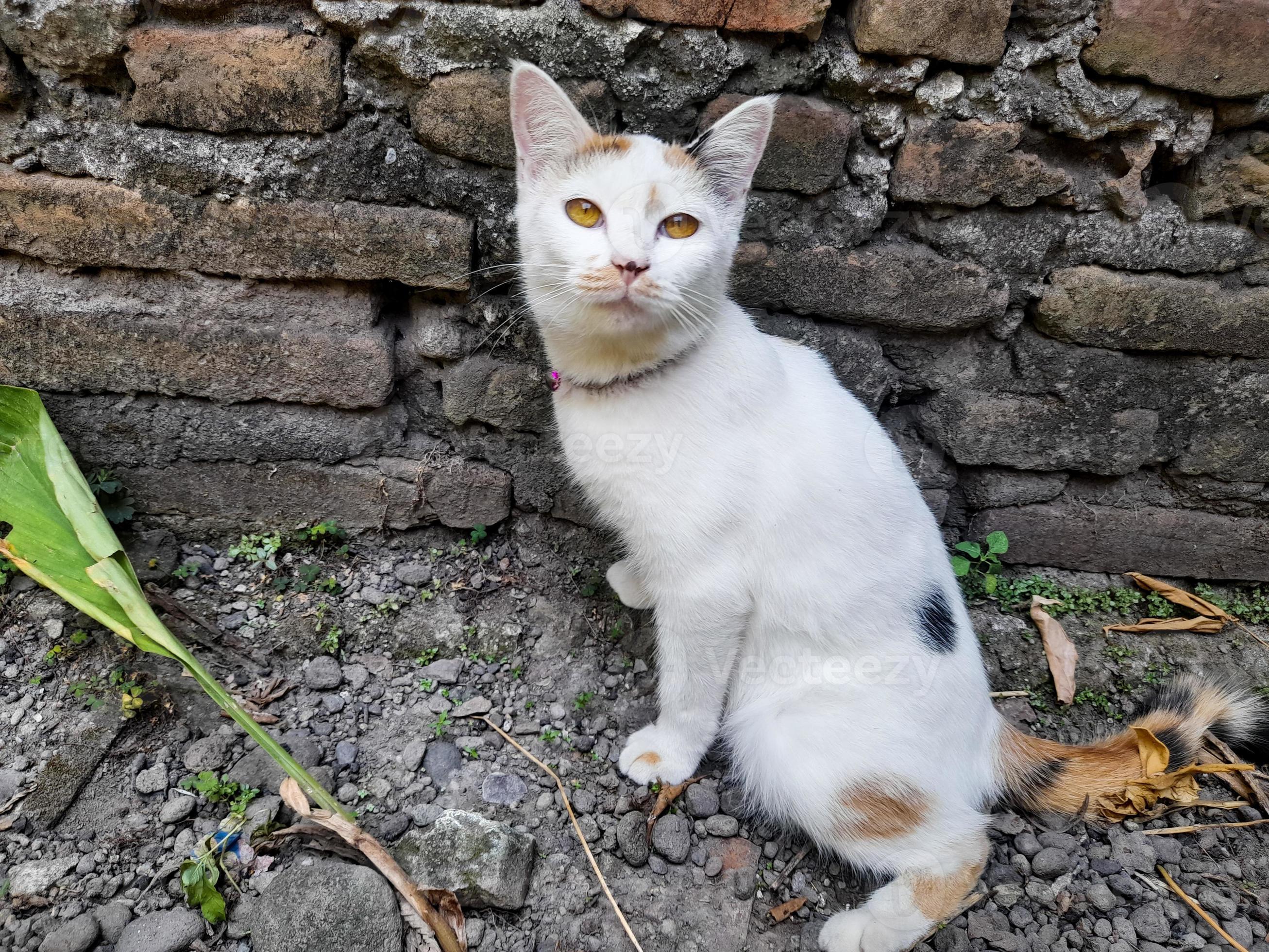 This white female cat is striped or commonly called a calico cat, the