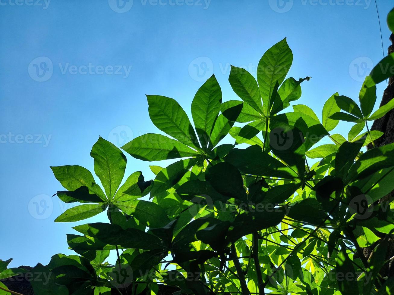 Fresh green cassava leaves are rich in benefits and can be processed into various dishes photo