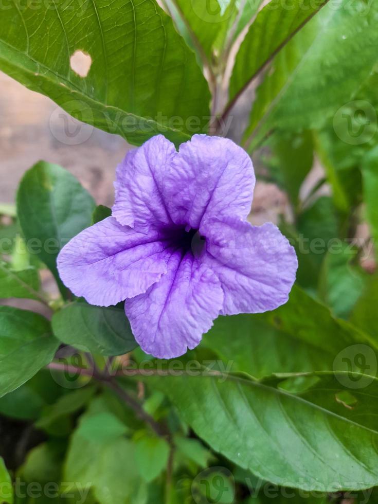 Purple golden flower or Ruellia tuberosa L with green leaves, has many health benefits, namely medicine from various diseases. This plant is often found in the yard around the house. photo