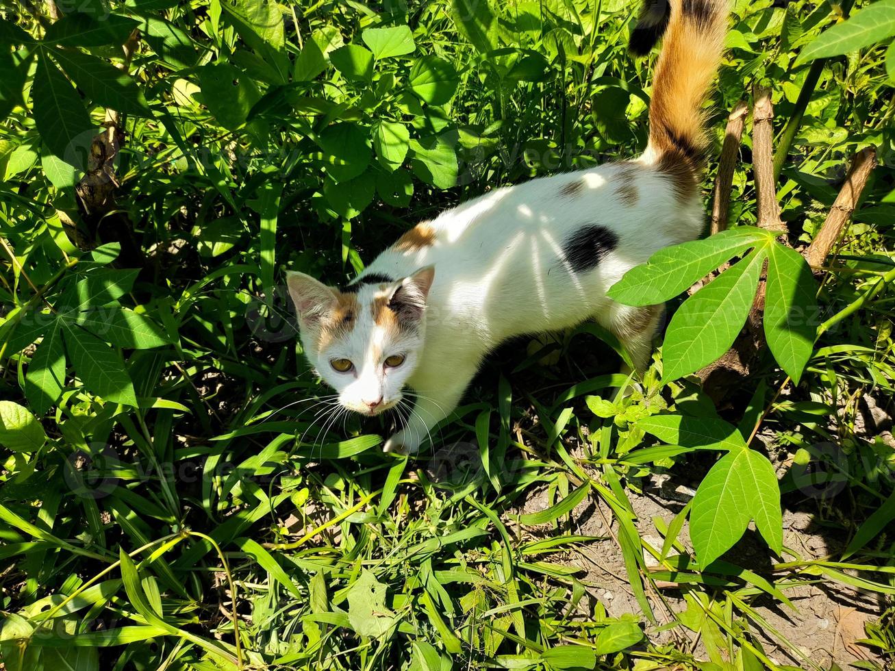 This white female cat is striped or commonly called a calico cat, the fur is very soft, the calico cat has many myths or beliefs in society. photo