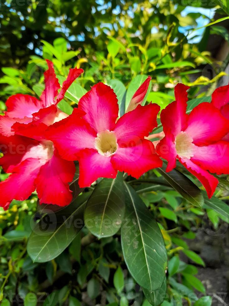 Beautiful flowers Adenium obesum or commonly called Japanese frangipani flowers. This ornamental plant with a dark pink crown and green leaves can live well in the tropics to be called the desert rose photo
