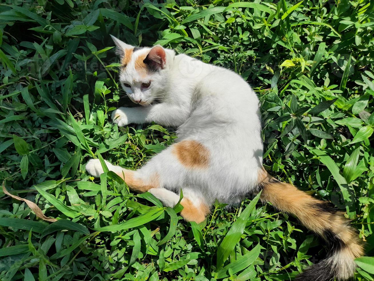 This white female cat is striped or commonly called a calico cat, the fur is very soft, the calico cat has many myths or beliefs in society. photo