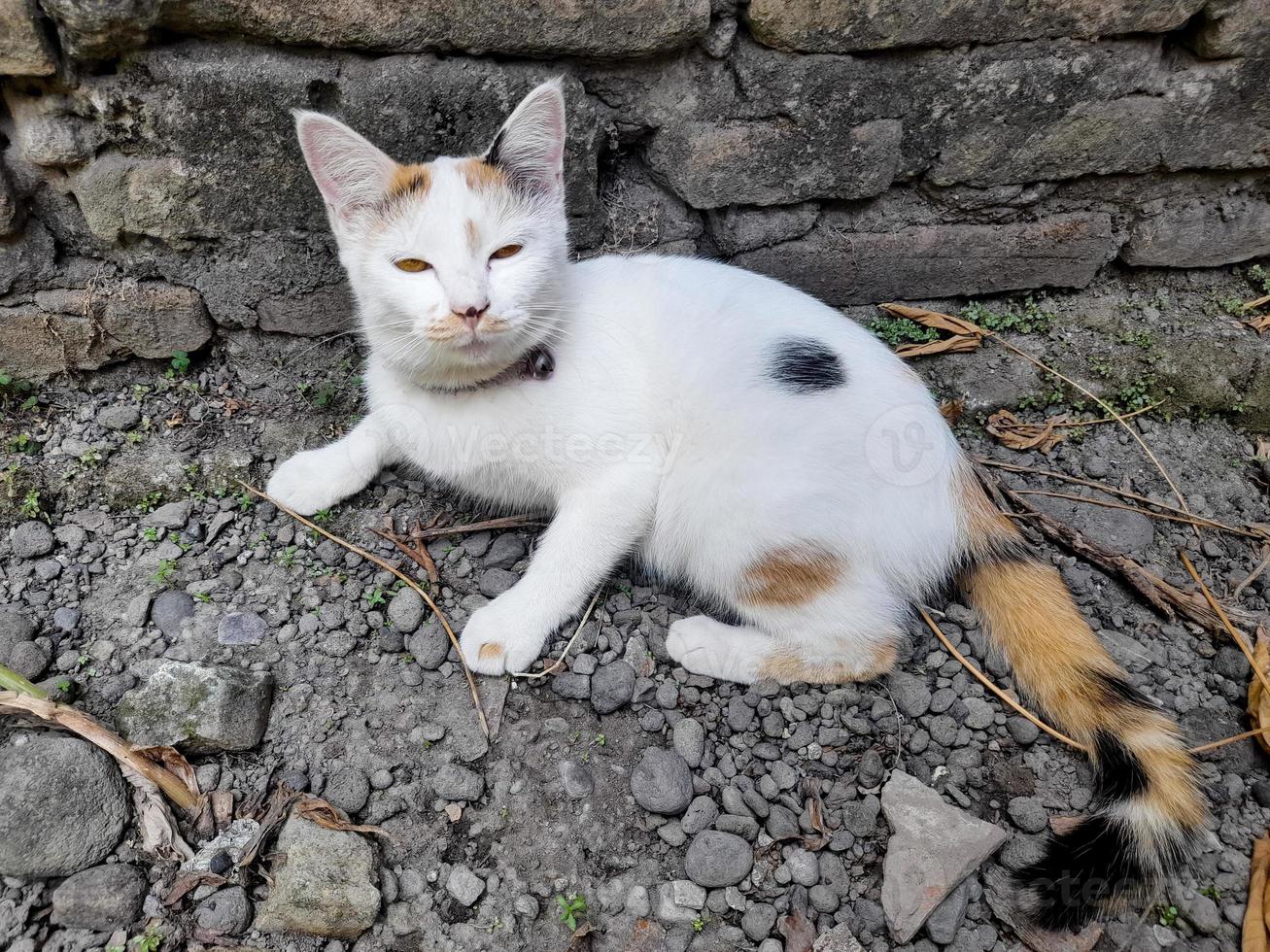 This white female cat is striped or commonly called a calico cat, the fur is very soft, the calico cat has many myths or beliefs in society. photo