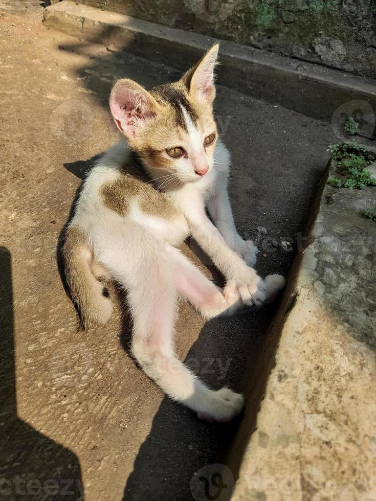 a cute kitten is sitting relaxing basking in the warm morning sun photo