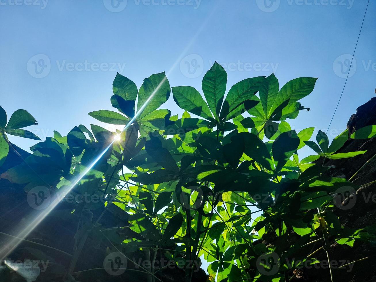 The photo of the morning sun that faintly emerges from the gaps of the fresh green cassava leaves is very beautiful to the eye. So warm the cold soul.