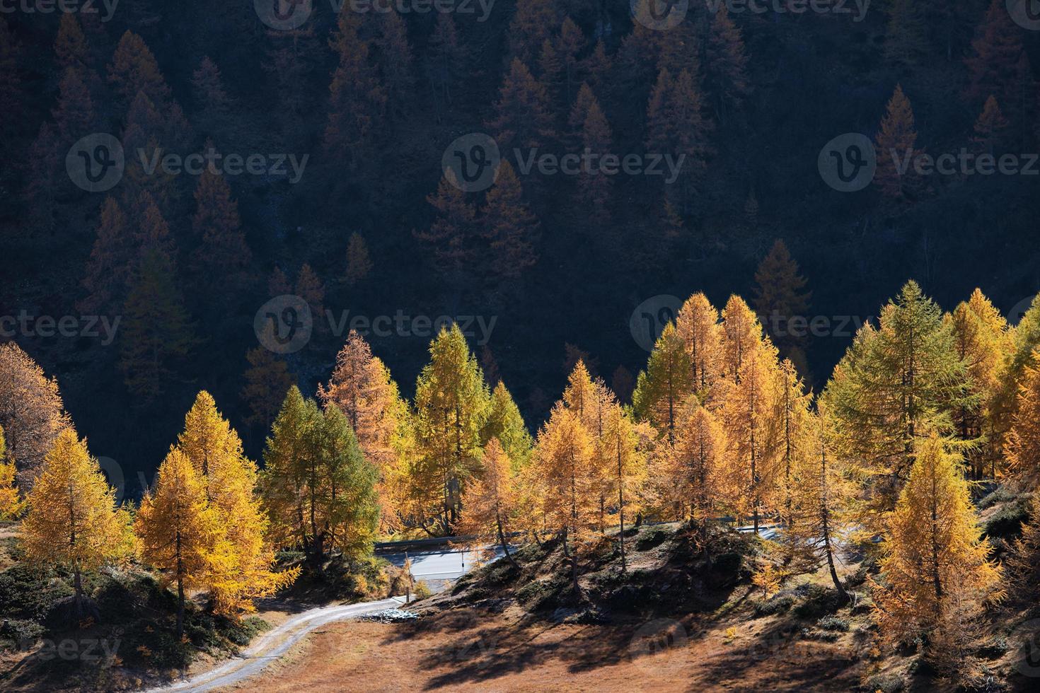 Autumn larch trees beside the road leading to the Bernina Pass in Switzerland photo