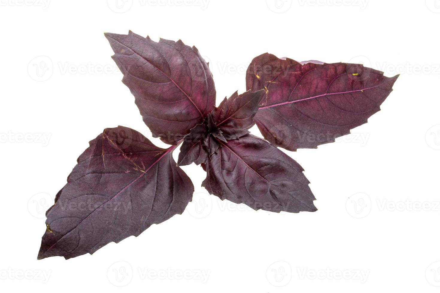 Red basil leaves photo