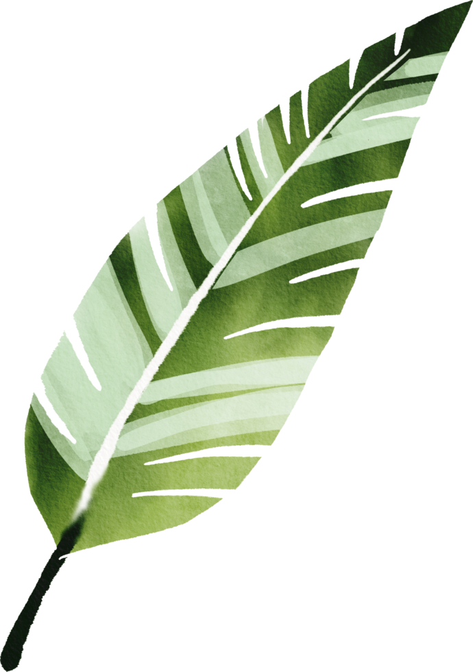 tropical leaves watercolor painted png