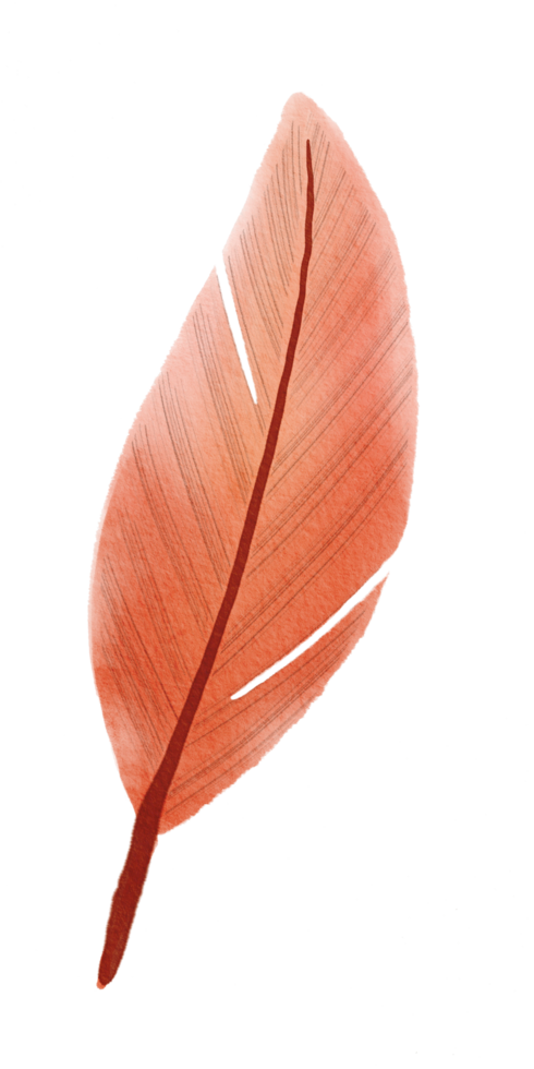 watercolor painted feather png
