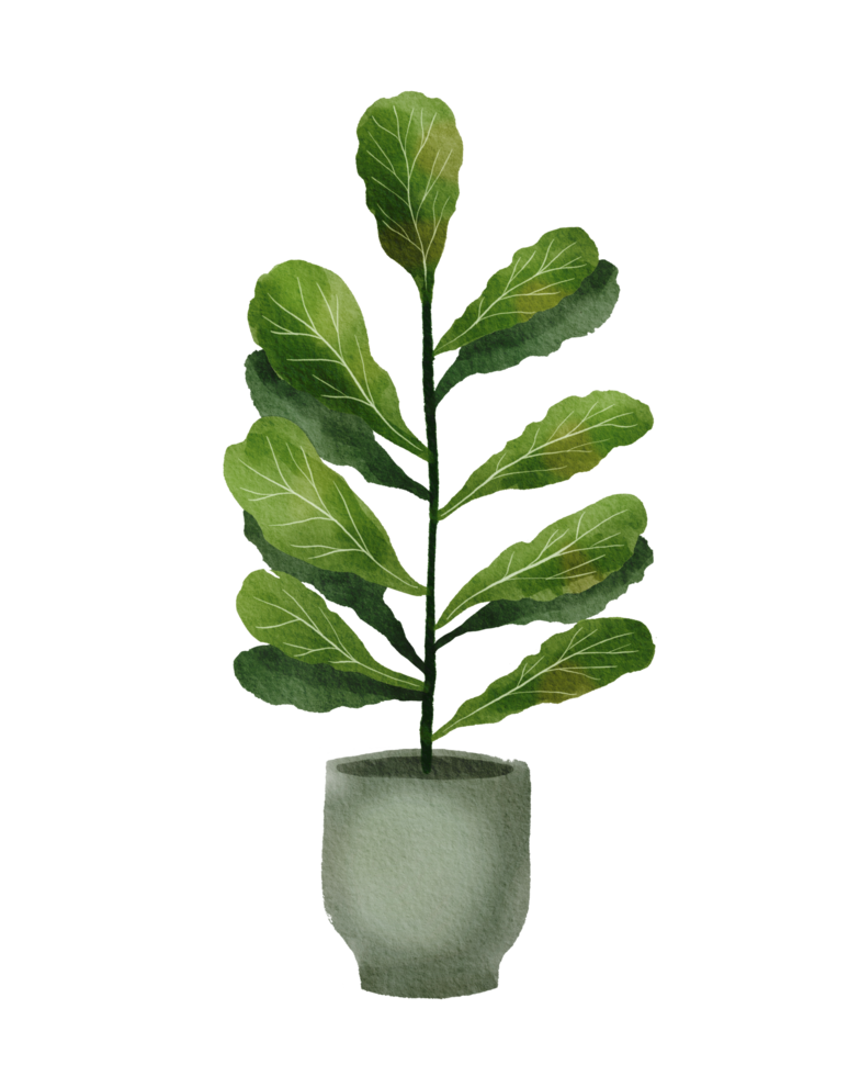 watercolor painted houseplant png