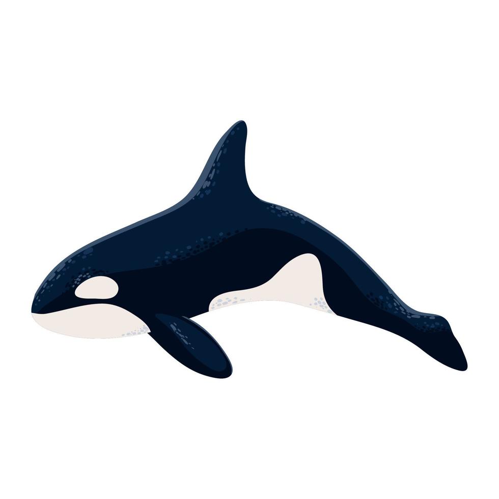 orca whale icon vector