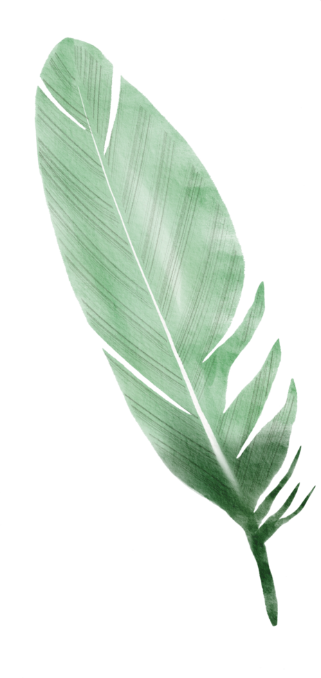 watercolor painted feather png