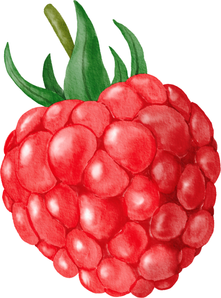 Raspberry watercolor painted png