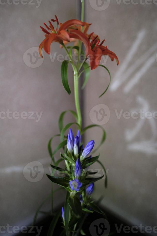 Red lily and purple bellflower photo