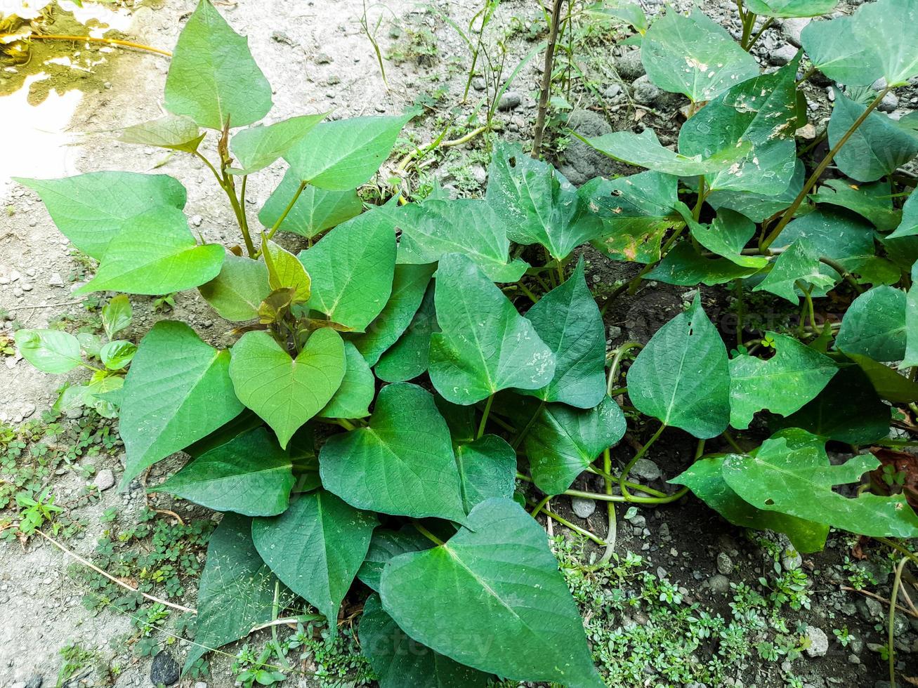 Green sweet potato leaves are known to have many health benefits, from eye health, skin, heart, to relieve menstrual pain and gout. Sweet potato leaves can be processed into very delicious dishes. photo