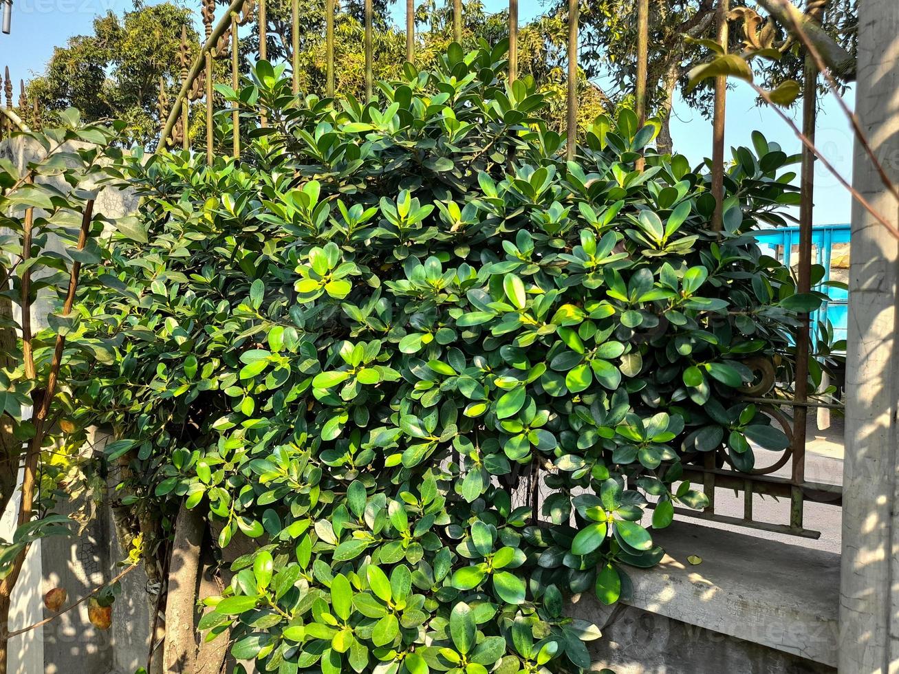 The leaves of the Banyan Dollar plant that grow vines on the fence of the house, this plant is usually used as bonsai seeds or ornamental plants. photo