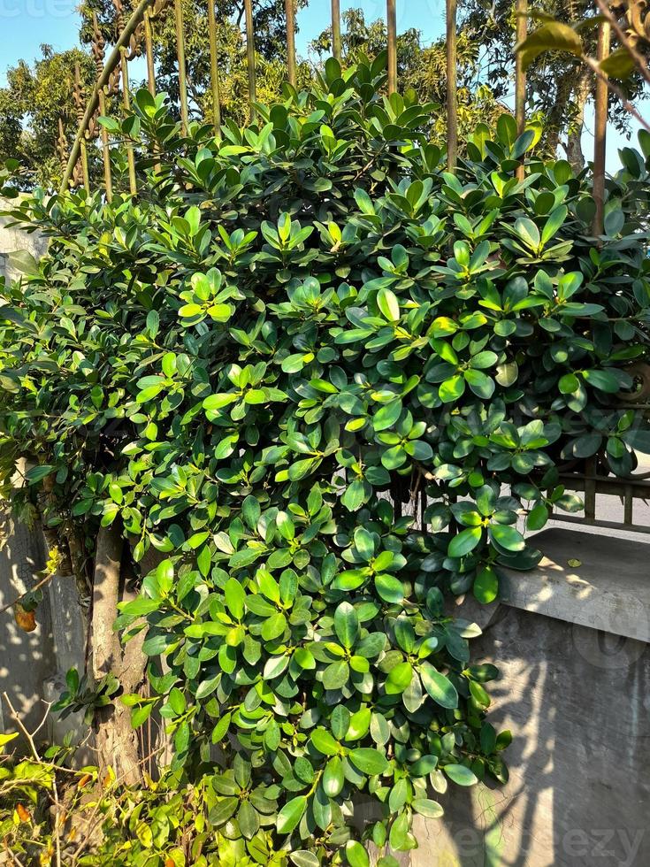 The leaves of the Banyan Dollar plant that grow vines on the fence of the house, this plant is usually used as bonsai seeds or ornamental plants. photo