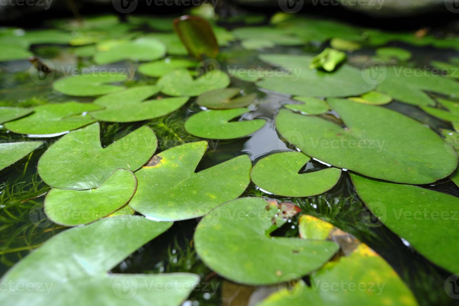 Small lily pads photo