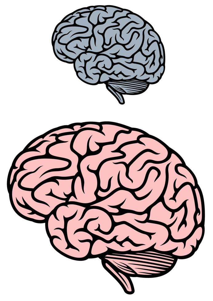 cerebro humano aislado vector