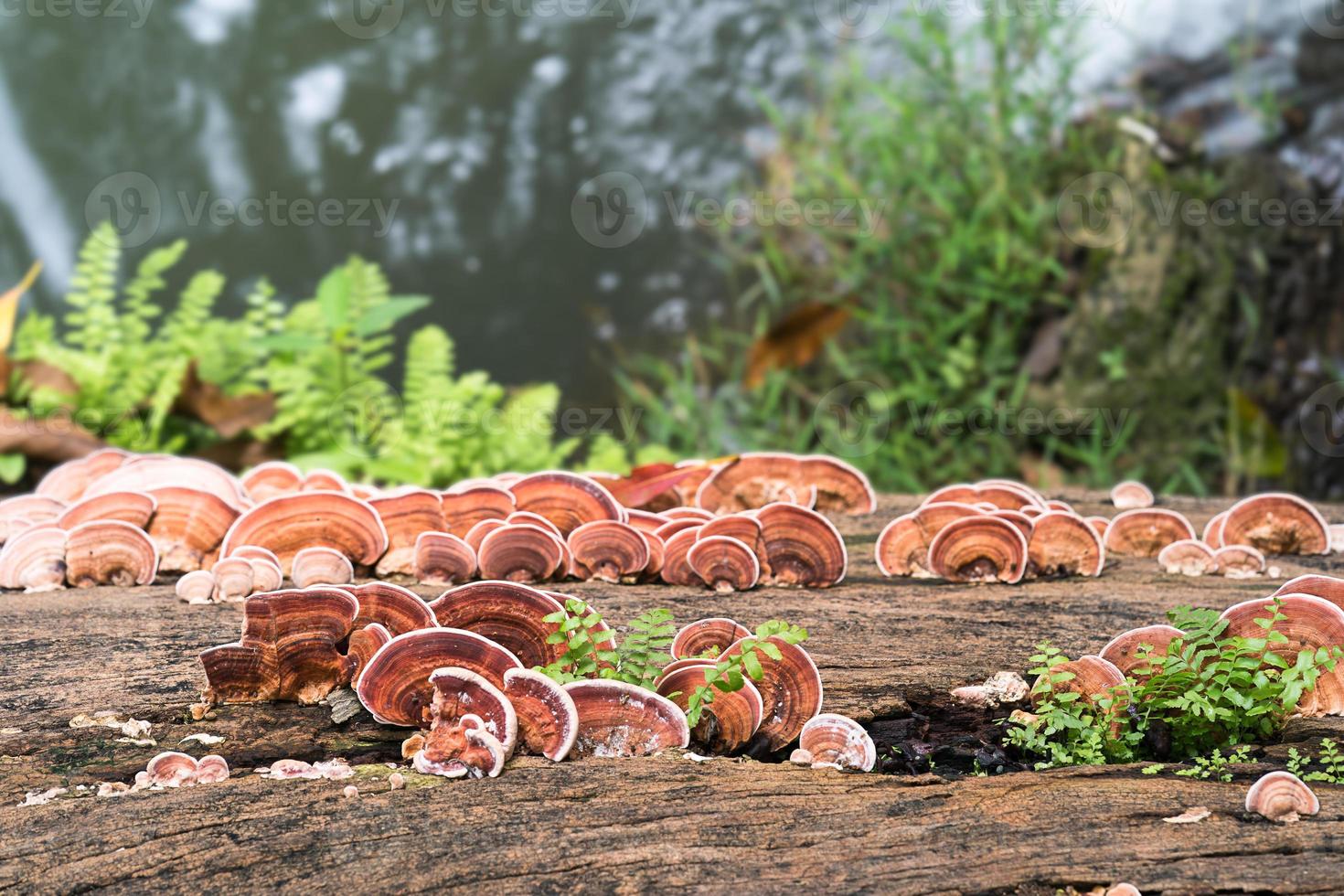 Close up shot of mushroom on wood photo
