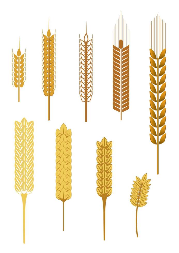 Cereal ears and spikelets vector