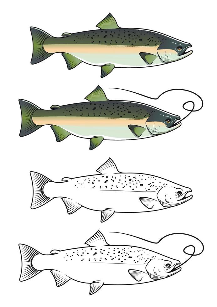 Chum salmon fish vector