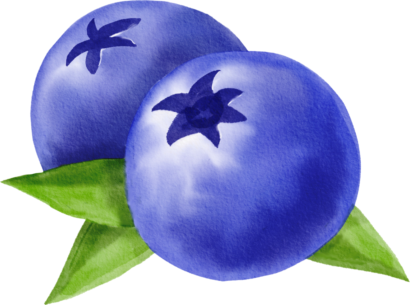 watercolor painting blueberry png