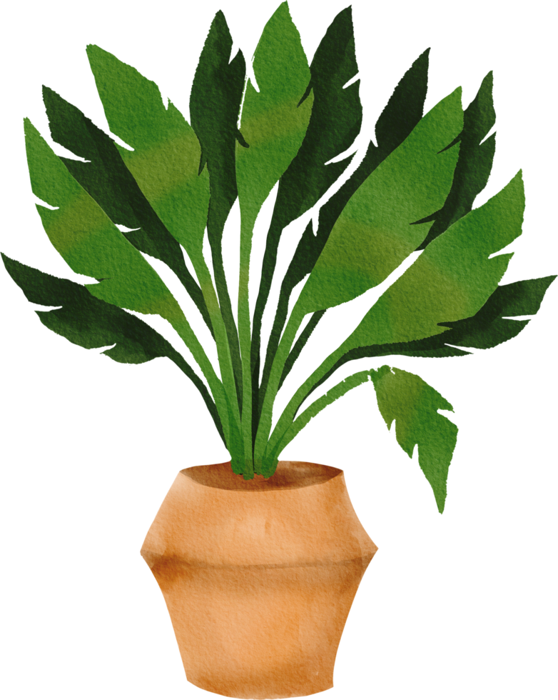 plante d'intérieur peinte à l'aquarelle png