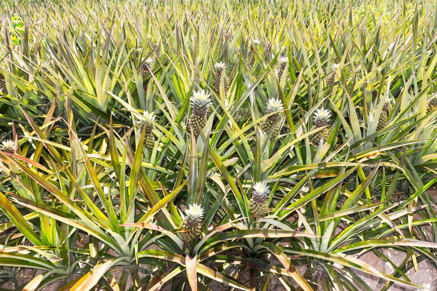 close up Pineapple plantation 11215765 Stock Photo at Vecteezy