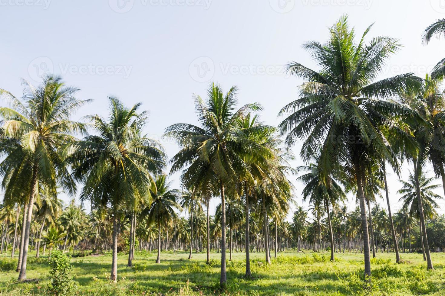 Coconut tree plantation photo