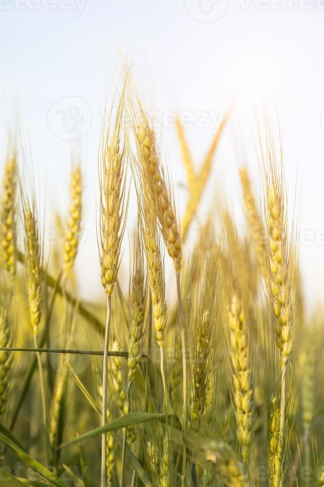 Cerrar imagen arriba de granos de cebada creciendo en un campo foto