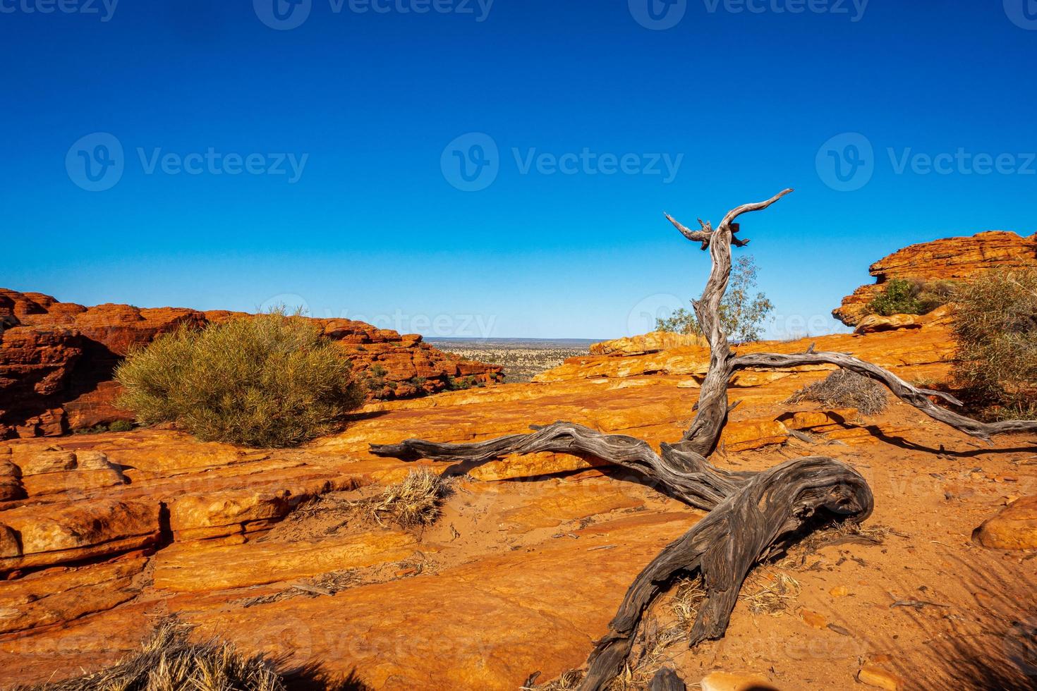 Tree root climbing over rock photo