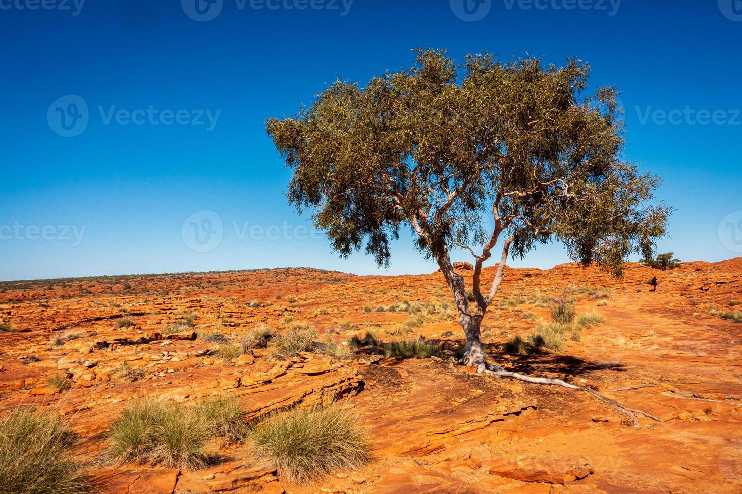 Lone tree on rocks photo