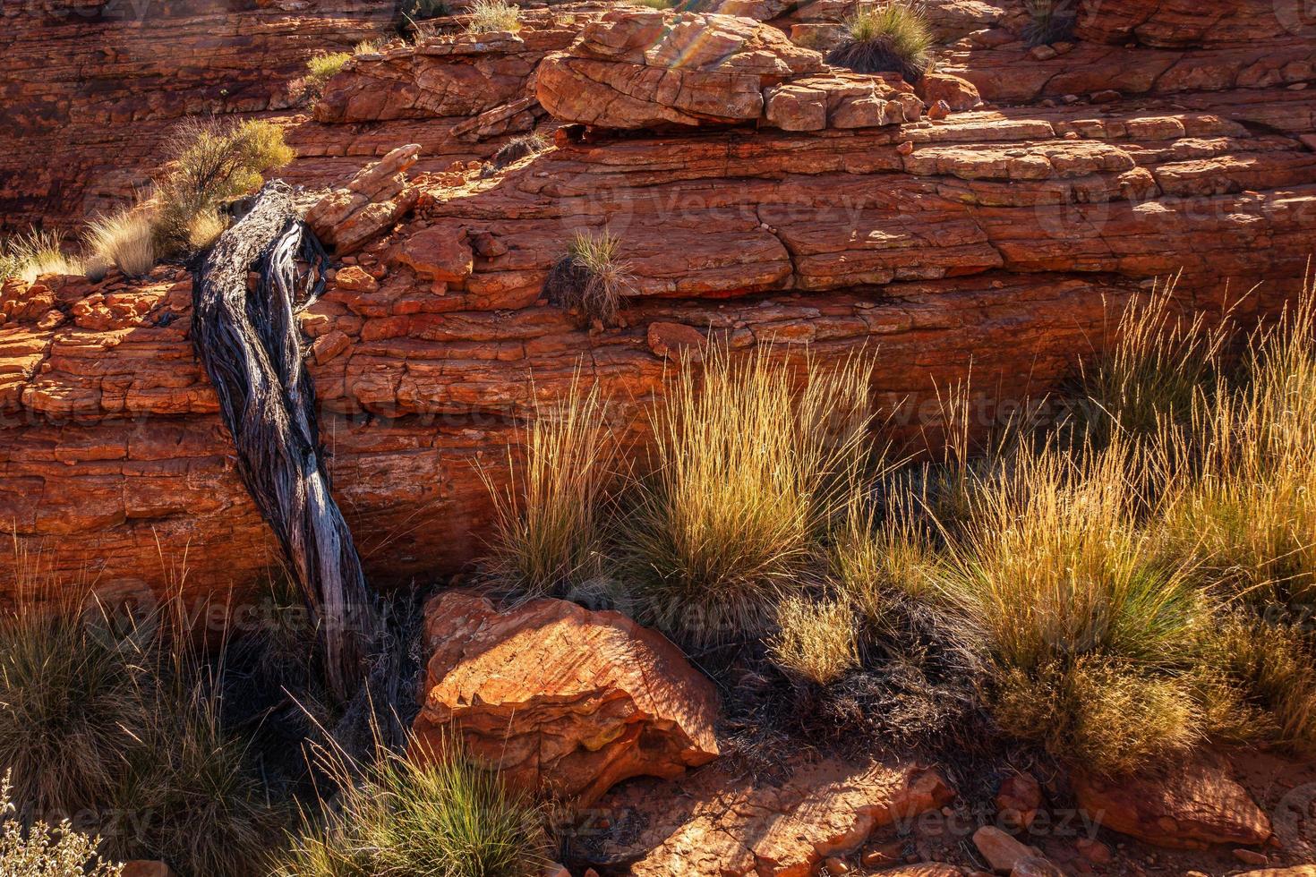 Tree root climbing over rock photo