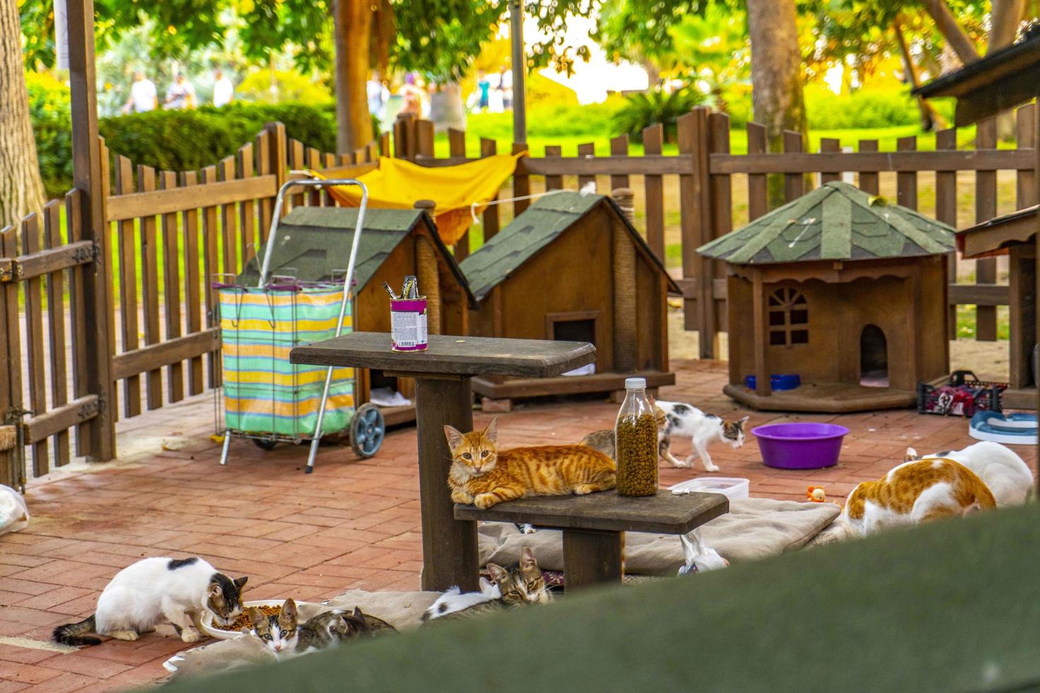 wooden cat house in the garden photo