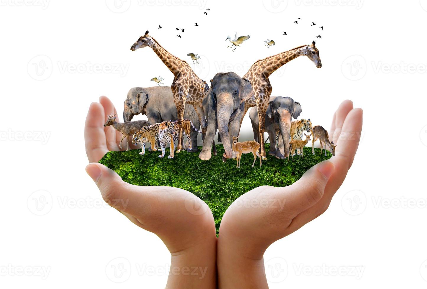 World Animal Day World Wildlife Day  Groups of wild beasts were gathered in the hands of people photo