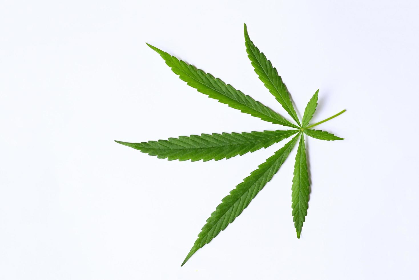 Cannabis leaf on white grey background, Cannabis Hemp leaves or marijuana leaf plant - top view photo