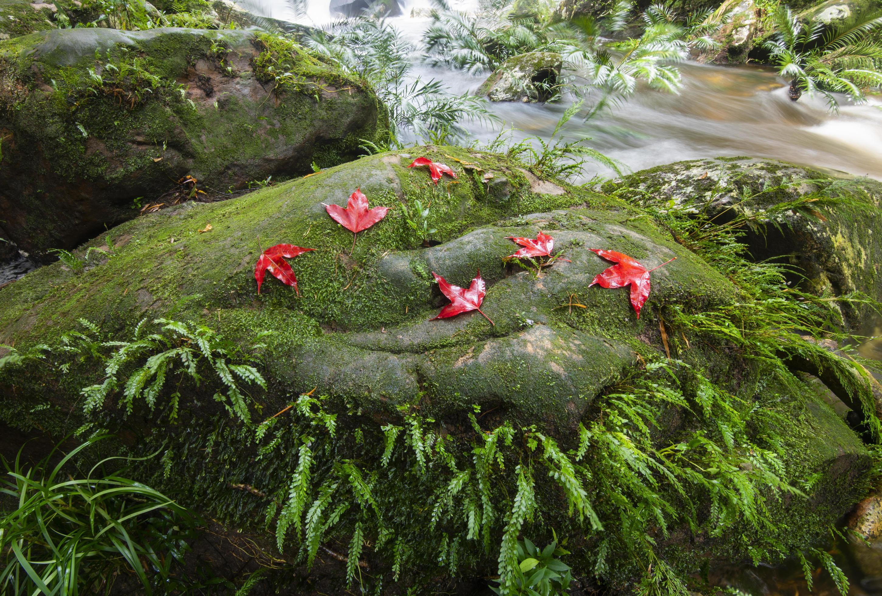 Moss covered rocks near waterfall in rains forest.