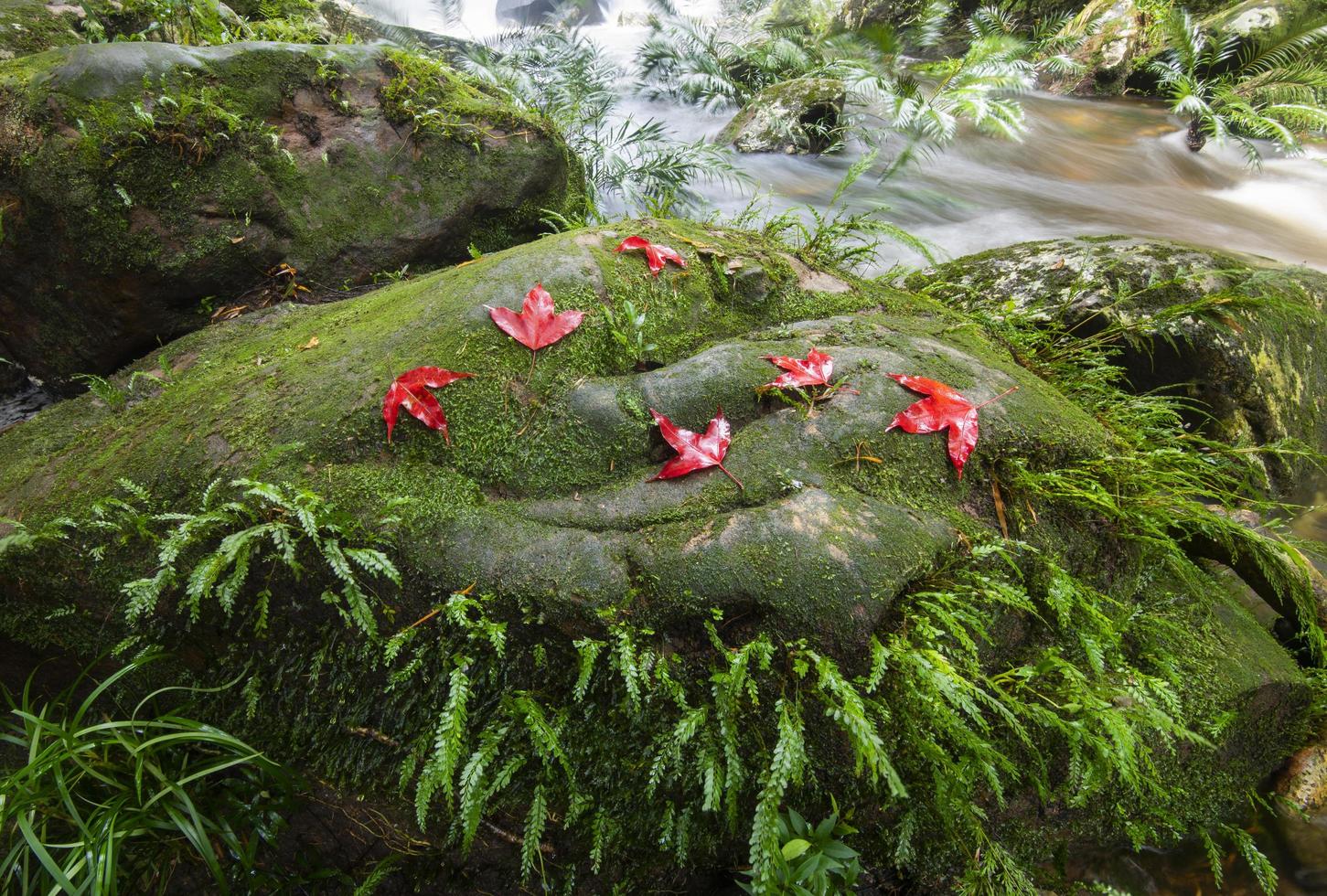 beautiful forest waterfall The jungle green tree and plant detail nature in the rain forest with moss fern and maple leaf on the rock and trees water streams waterfalls flowing from the mountains photo